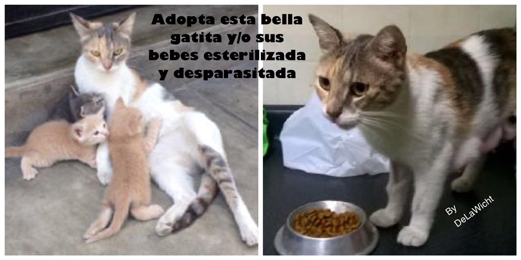 VIRGUIT's tweet photo. RT plis @ChinoyAdolfo @adolfobolivar4 @ifrasescortas ayúdenme a encontrar un hogar si es a la familia completa mejor http://t.co/XJN1J5S929
