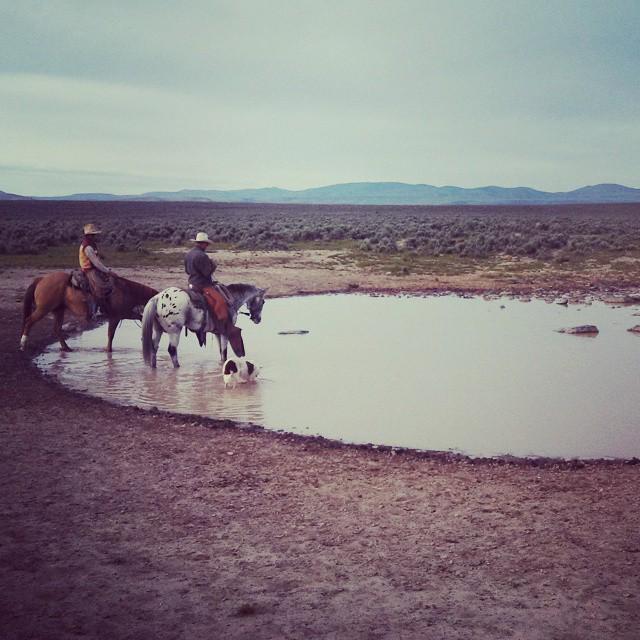 CavvySavvy's tweet photo. Watering at a Great Basin dirt tank.#cavvysavvy #horses #ranchlife #cowboy #dirttank http://t.co/loLpyjefcz http://t.co/SPGtamdY6C