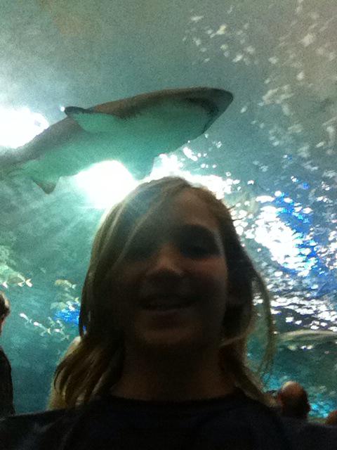 monjohnvx's tweet photo. We were photobombed @RipleysAquaCA #SharkSelfie http://t.co/X9fEuTwAUn