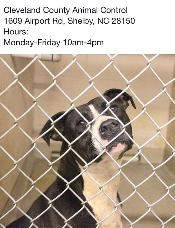 giselle1900's tweet photo. URGENT! PLZ SAVE JAIMIE https://t.co/fMkOAJ6C2E #NC @saveallanimals2 @RuthDSegura @Catgirl0818 @shellieRNCEN http://t.co/CMOxwaQCcK