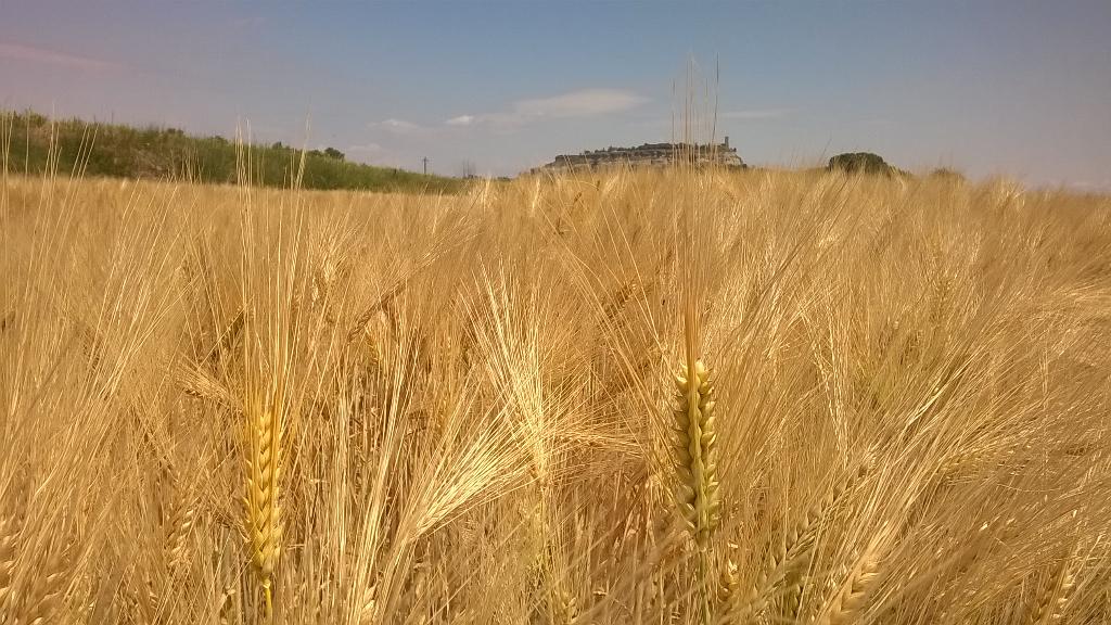 Ara la sega ja no és fa amb la falç hi han mètodes més rapids per a aconseguir el fruit de la collita