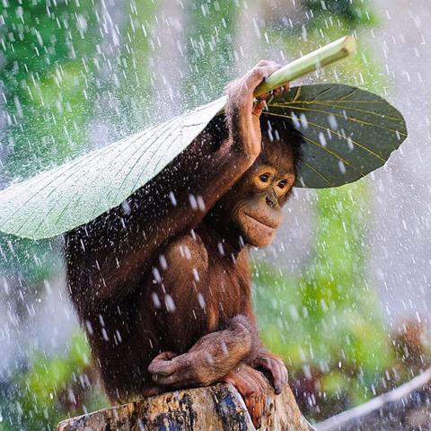 PicBoxOfEarth's tweet photo. Should have brought a better umbrella. http://t.co/5ckc0tK6Dj