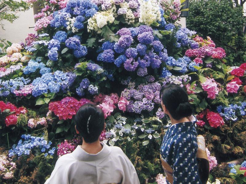 japantimes's tweet photo. Visitors can stop and smell around 3,000 hydrangeas at Tokyo's Bunkyo Ajisai Matsuri http://t.co/tHeTS9HAyt http://t.co/Zxa49qA0E9