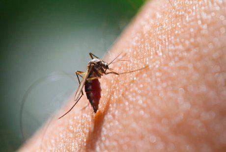Cara Alami Mengobati dan Menghilangkan Bekas Gigitan Nyamuk Pada Bayi Dan Anak Kecil - AnekaNews.net