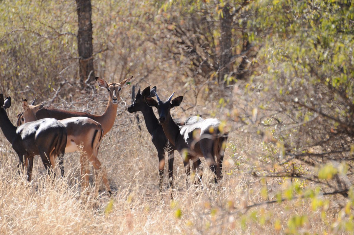 LodgeMurchison's tweet photo. New pics of our Midnight Impala herd. Going strong. #exoticgamebreeding http://t.co/KUvVh2lsxP