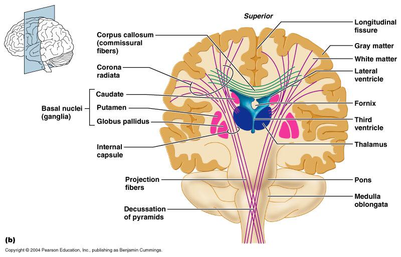Abdulaziz Almubarak on Twitter: "3/3 Projection fibers: connect grey