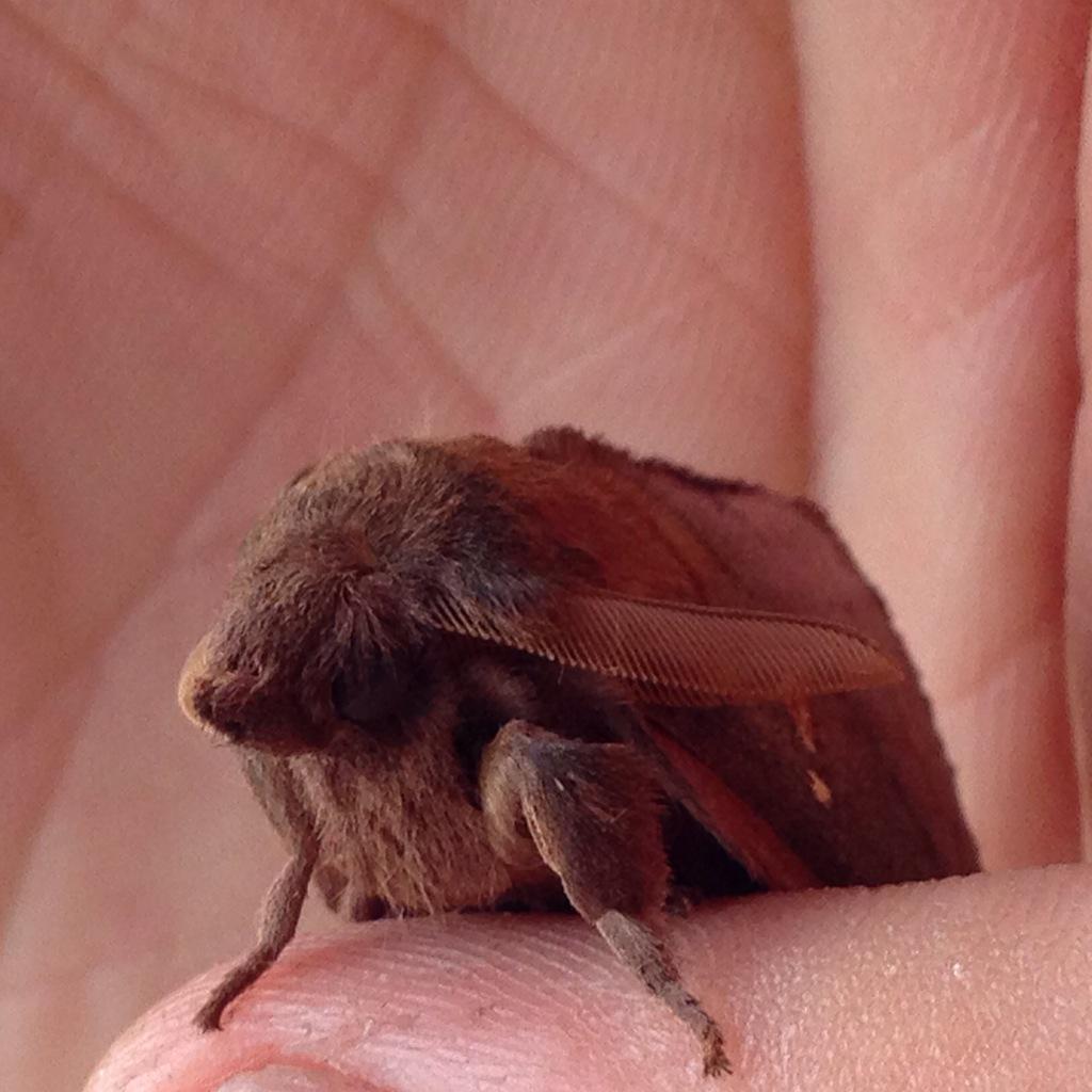 閲覧注意 うさぎ 妖精 庭に現れたモフモフの蛾が見たことないほどかわいいと話題に Togetter