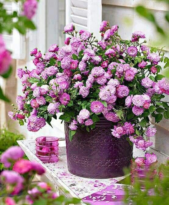 MAlgmaly's tweet photo. @shahadalshemari صباح التألق http://t.co/hpdf5Gpgru