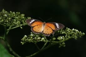 Upcoming Events : [1 June - 31 August 2015] Pang Sida Butterfly Watching Festival
: thailandfoundation.net/main/en/news/4…