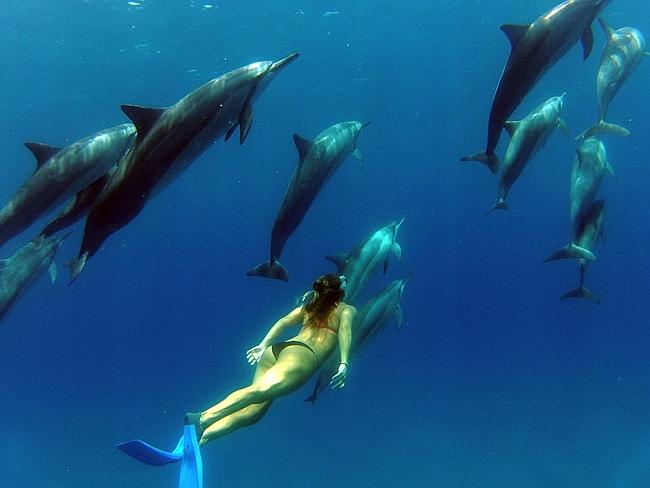 NO TANK IS BIG ENOUGH   #OpSeaWorld