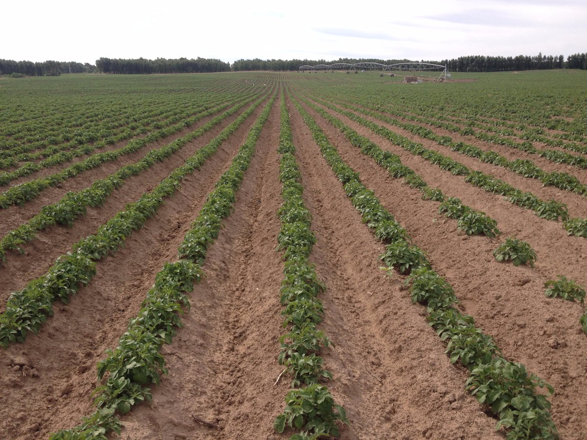 Potatoes are growing well in China! <a href="/volgFarmFrites/">Farm Frites</a>