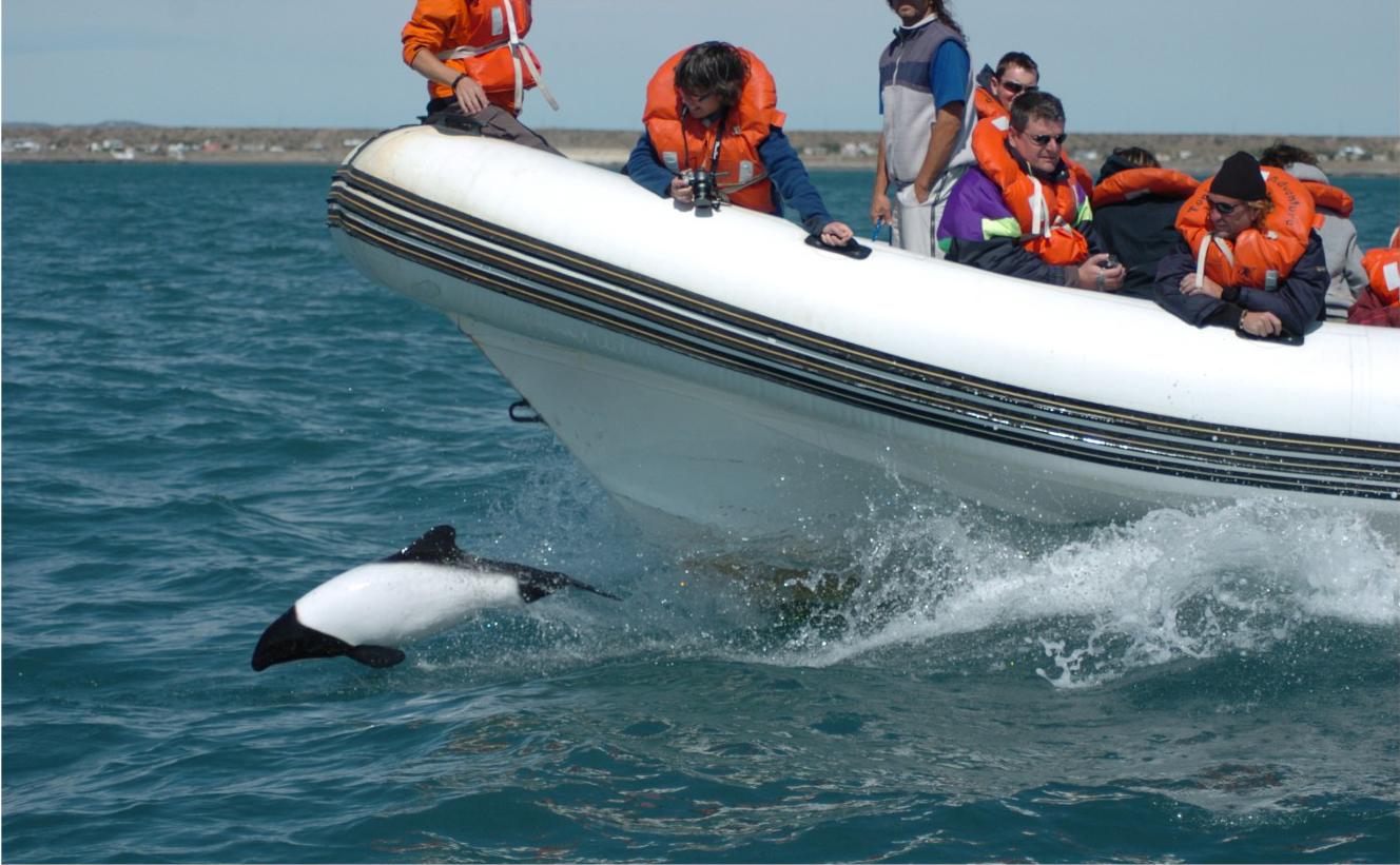 تويتر 株式会社ラティーノ على تويتر バルデス半島 ペンギン シャチ クジラ オタリアなど野生動物の宝庫 いちばん多くの動物が見れる時期っていつだか知ってますか バルデス半島 Http T Co Mnzzzruevl Http T Co Wlgycrssls