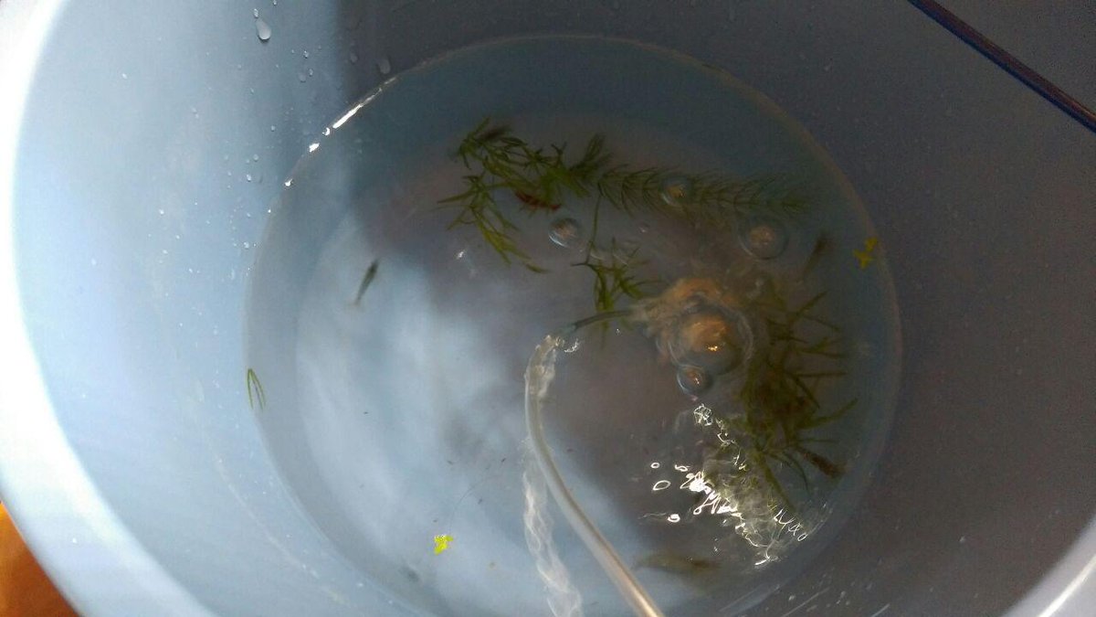 稲月和泉 エビが得意というリミックスmozoワンダーシティ店で ミナミヌマエビ5匹 イエローチェリーシュリンプ1匹 スーパー レッドチェリーシュリンプ2匹 これから水合わせの儀を執り行います Http T Co 5mhfsfbw2k