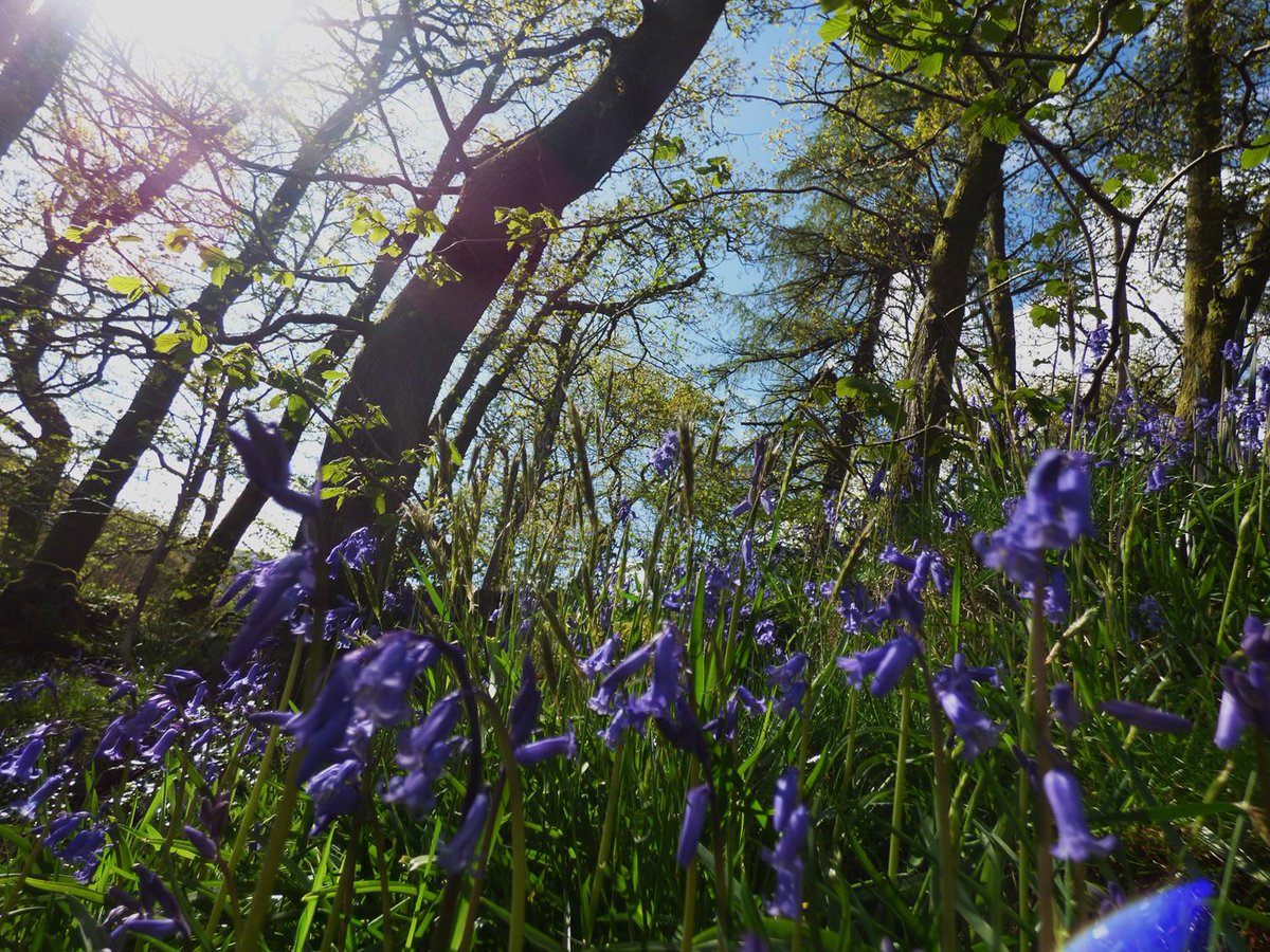 helvellyn's tweet photo. #bluebells @CrookabeckFarm #patterdale #lakedistrict http://t.co/Ihkw4xSFgf