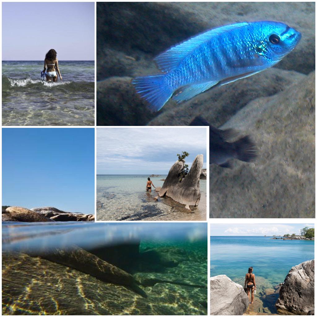 eentweedee's tweet image. #LakeMalawi has an estimated 1000 species of fish - more than North America &amp;amp; Europe combined! bit.ly/1aZtyay