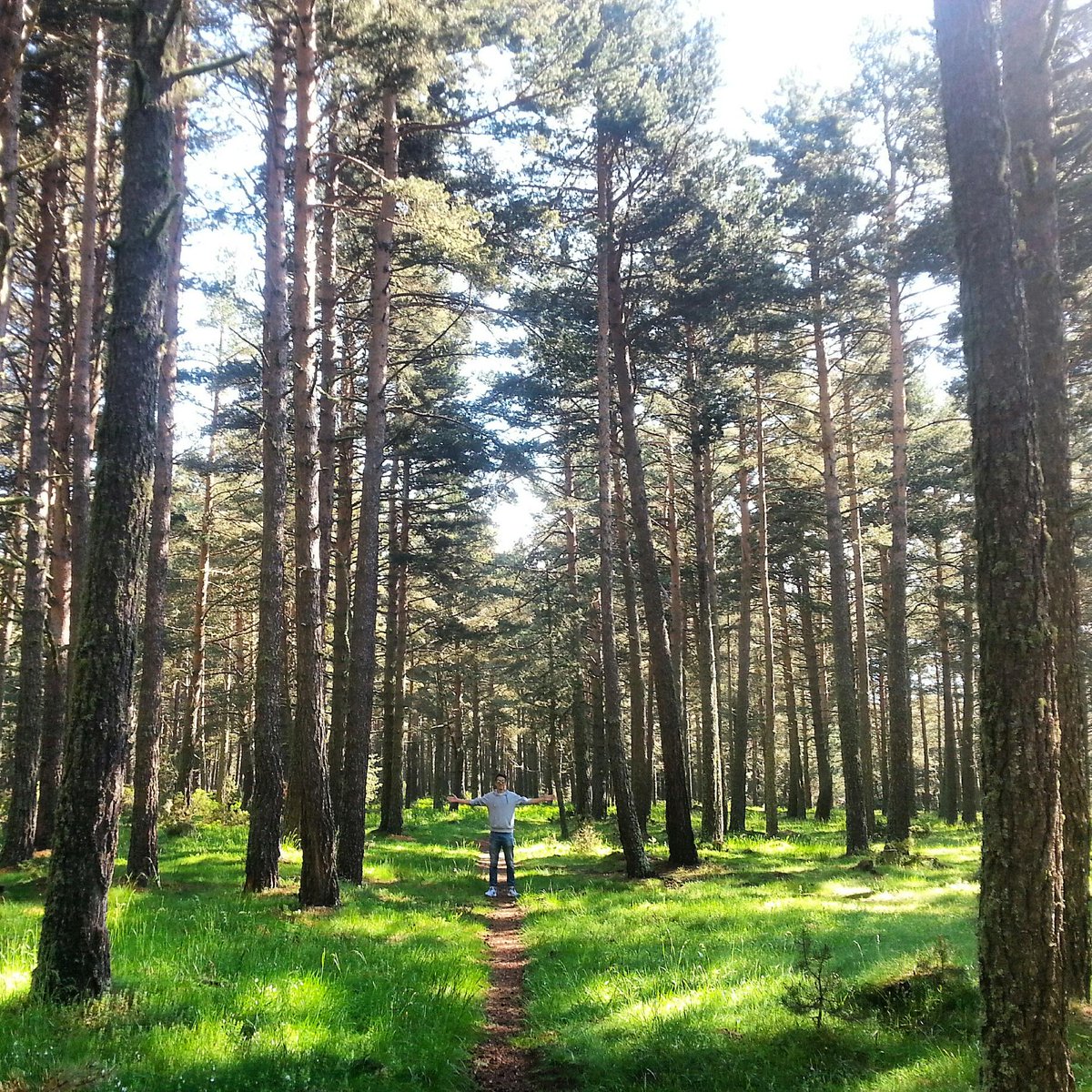 Fent un tomb als boscos del Capcir. Dando un paseo por bosques del Capcir. discoverpyrenees.com/forfait/calend… #forfaitsensacions