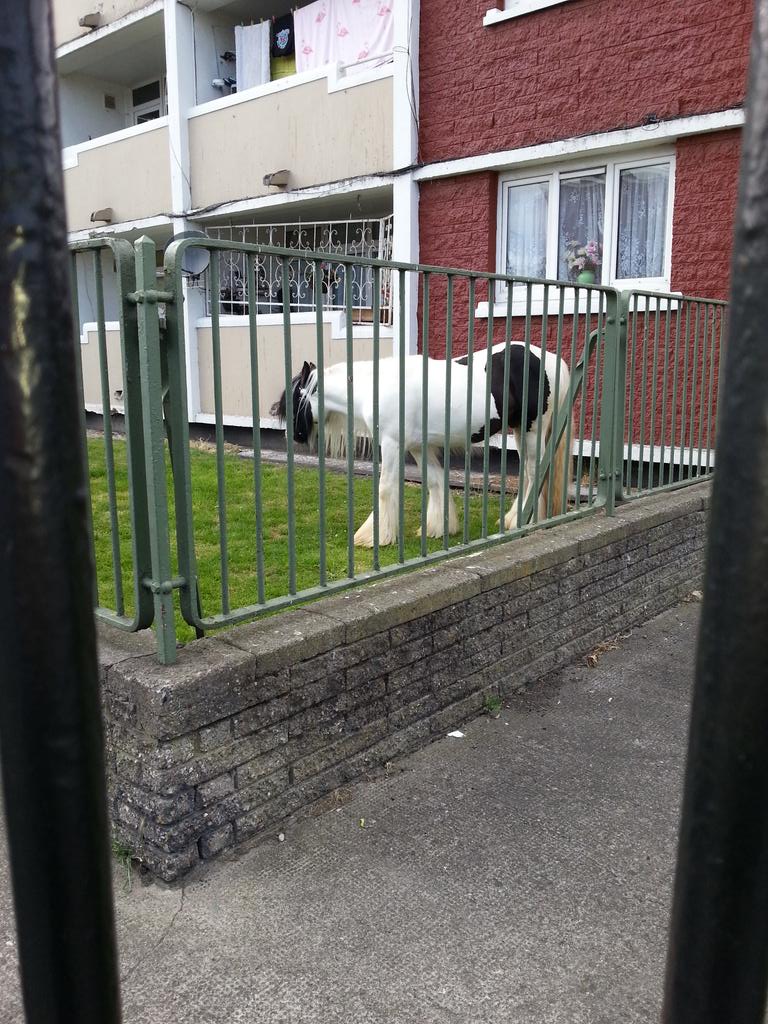 doublequad's tweet photo. A pony is chilling in an apartment complex. #thingsfoundindublin #windmill2015 http://t.co/P96Fvp1nne