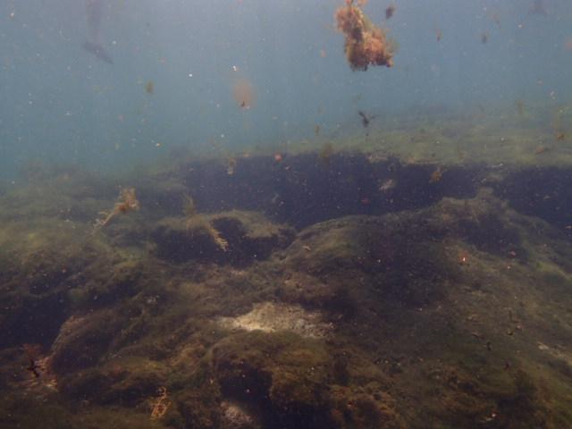 MarineScienceStation tweet media