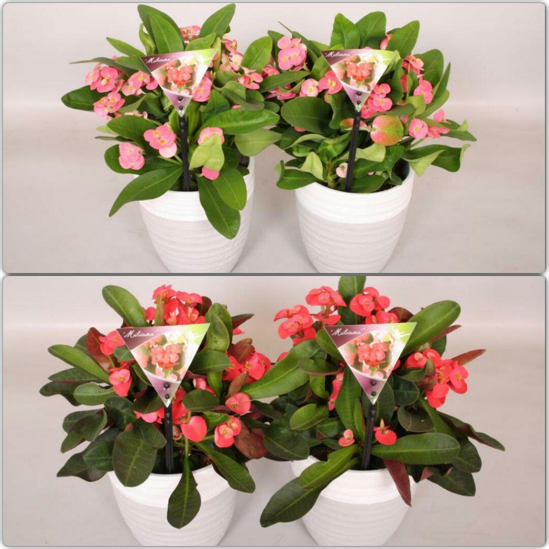 De Miliiana Rosso &amp; Rosata zitten in de 1e ronde voor de Glazen Tulp 2016!
#Glazentulp #FloraHolland #Miliiana