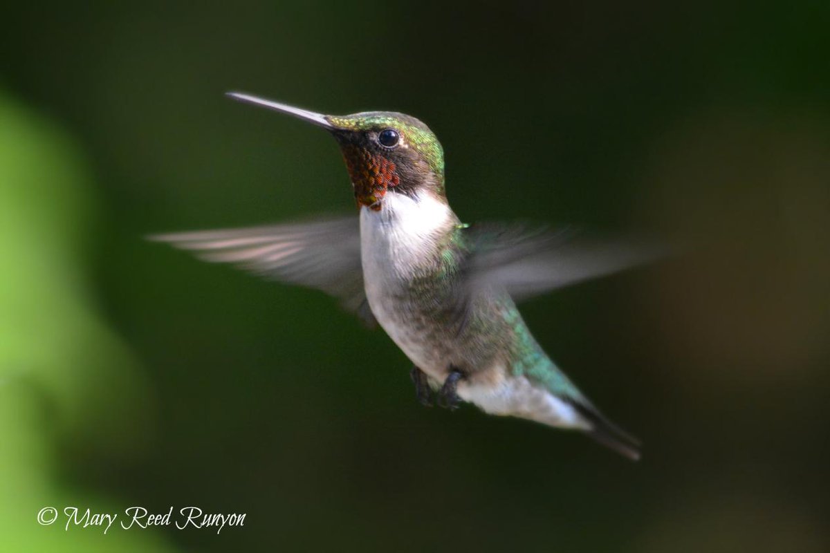 RealAppalachia's tweet photo. “@MaryReedRunyon1: #hummingbird #nature #photography @NatGeoTravel @Discovery @NikonUSA @MeetAnimals @RealAppalachia http://t.co/STDLAiIn9m”