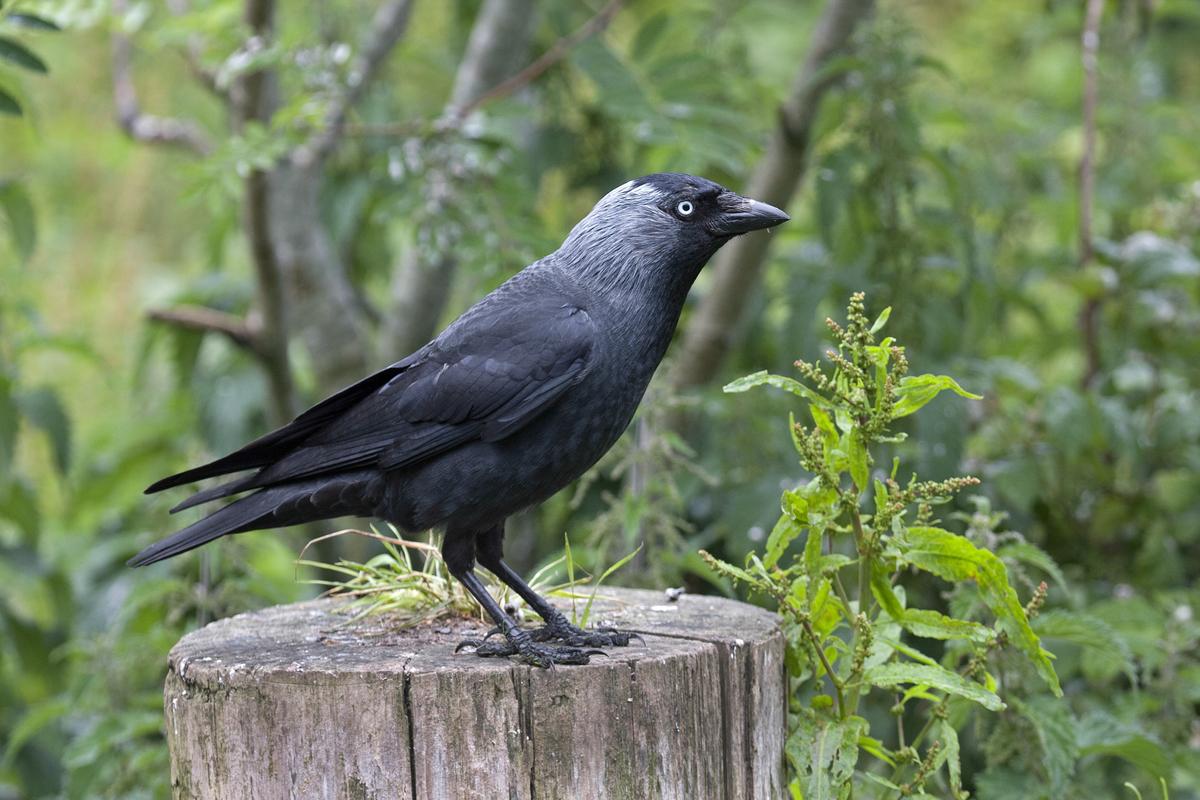 Our latest blog for @WildlifeMag is on Jackdaws and was written by #youngbirder @TobyWarbler! bit.ly/1JG8XWe