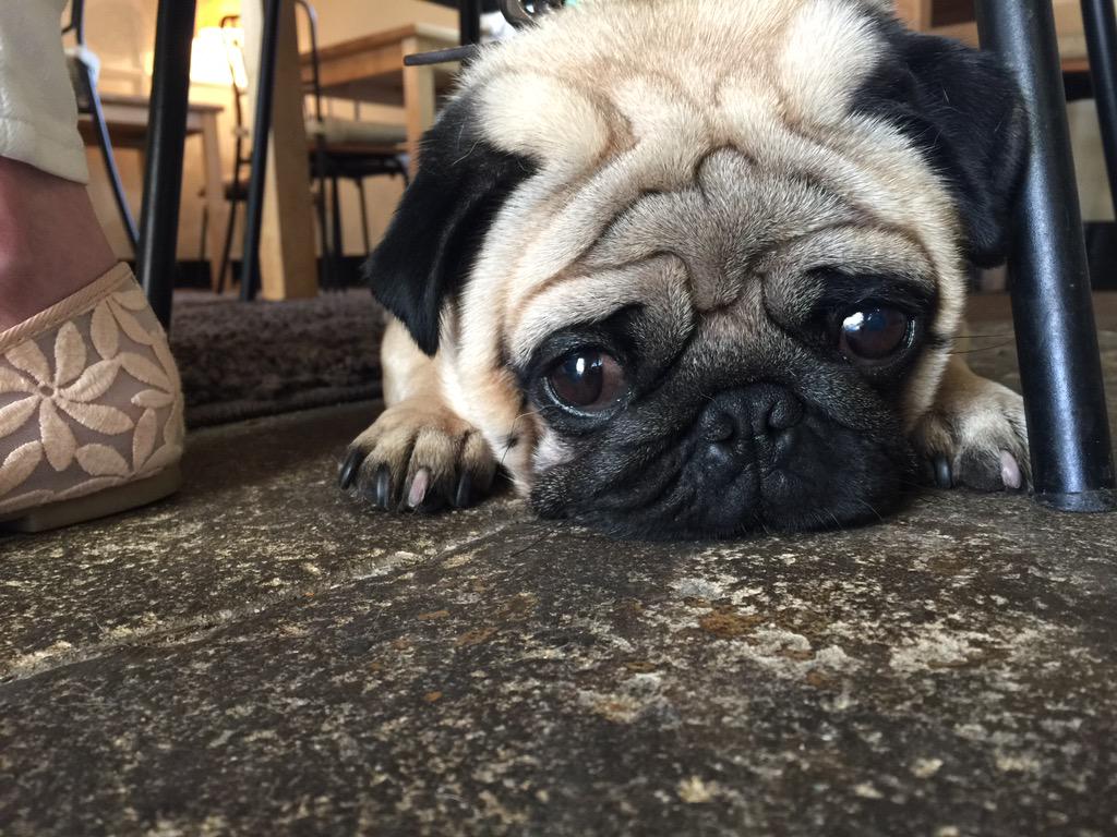 BoxwoodGosforth's tweet image. Look at who called in to say hello whilst his humans enjoyed some delicious lunch! #puglife #lunchtime #gosforth