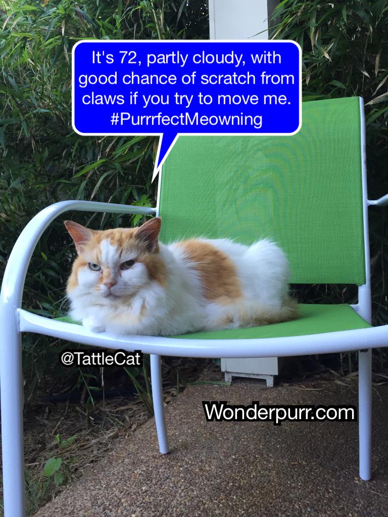 TattleCat's tweet image. #LifeWithHumans Mornings My Way