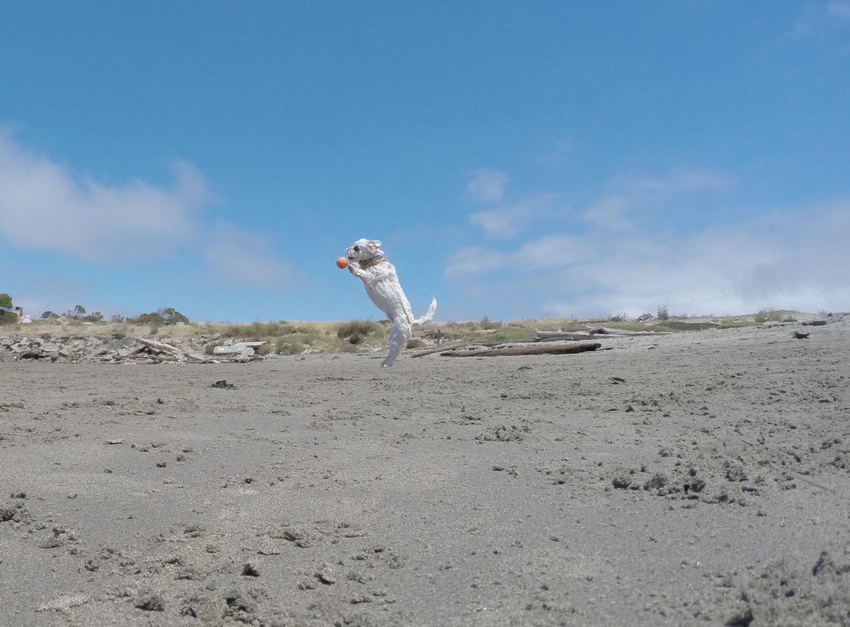 GoProCharlie1's tweet photo. @coconut_cam #coconutcam #shihtzu #BayArea #bayareadogs #bayareadogvideos #goprodogs #quirkeley http://t.co/zoK9Ap3BIh