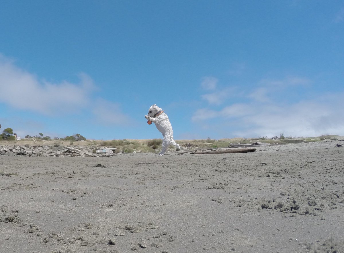 GoProCharlie1's tweet photo. @coconut_cam #coconutcam #shihtzu #BayArea #bayareadogs #bayareadogvideos #goprodogs #quirkeley http://t.co/zoK9Ap3BIh