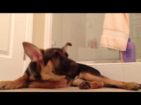 _Yorkie's tweet photo. German Shepherd dog sings with his owner http://t.co/ZYYJkiRur1 #staged http://t.co/OPmJobwide