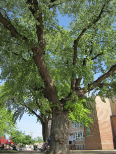 AnnetteCouncil's tweet image. Vote now for our huge silver maple #schoolyardstalwart #TorontoTreeHunt #leaf tinyurl.com/puz5pz5