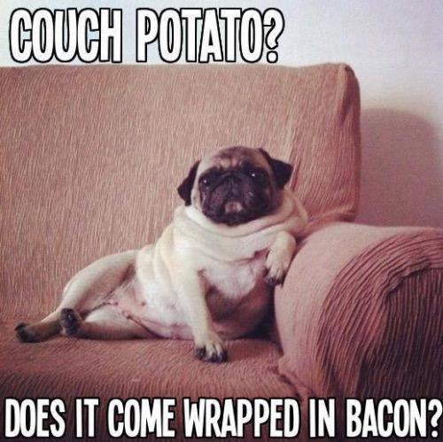 LeoTheDerpyPug's tweet photo. http://t.co/ANsyJnv1oV