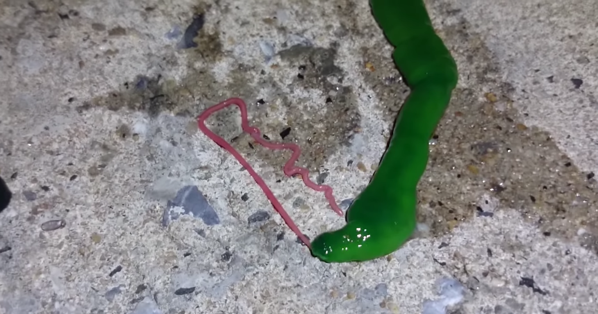 NatGeoMagNL's tweet photo. Deze slijmerige #reuzenworm is een #horrorhit op internet. Maar wat is het? http://t.co/metd8U7jIR http://t.co/zGq2cflZid