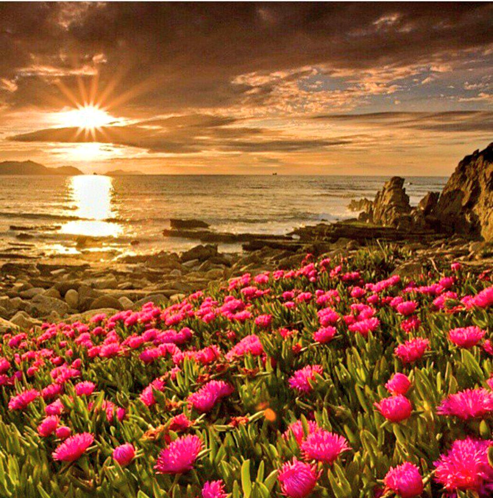 kelami_kibar_ tweet picture