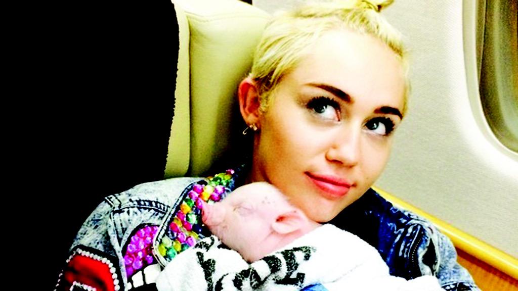 lotfinals's tweet photo. Miley brought home a pig from the island http://t.co/hlbe9iMapg