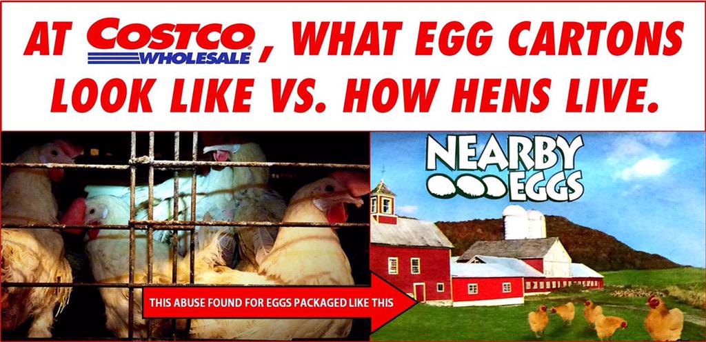 OMG. @CostcoToday egg supplier caught locking hens in cages with mummified corpses. Details: bit.ly/CostcoCruelty