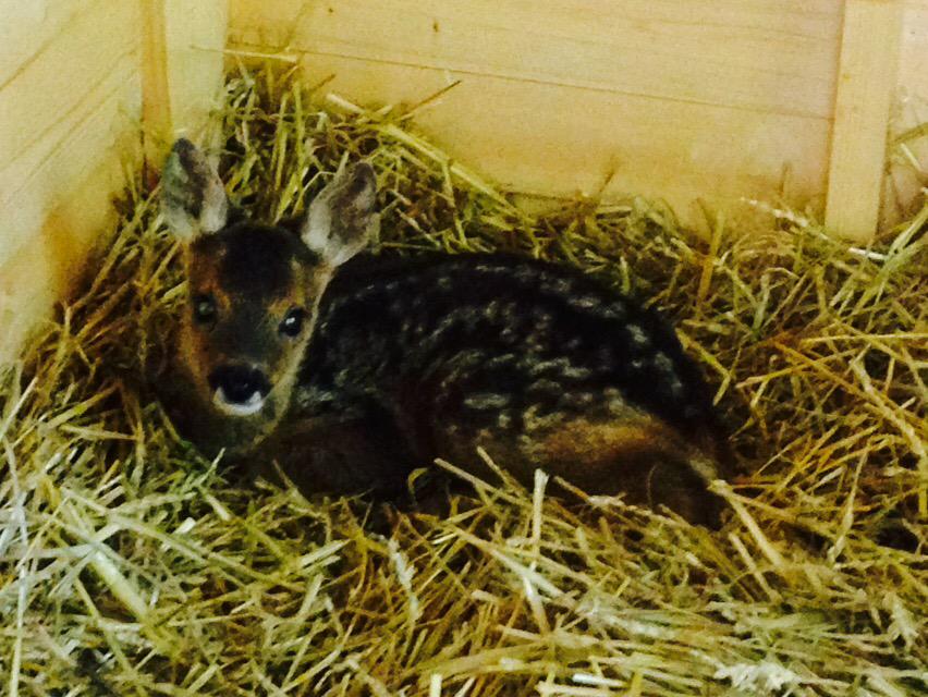 Hessilhead Rescue tweet media