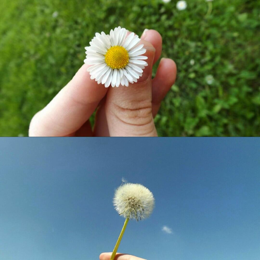 FirdevsYldrm6's tweet photo. Yeşilliklerden, çiçeklerden meydana gelen bahçe geçici, fakat akıldan meydana gelen gül bahçesi hep yeşil ve güzeldir http://t.co/HOhtTlJSSc