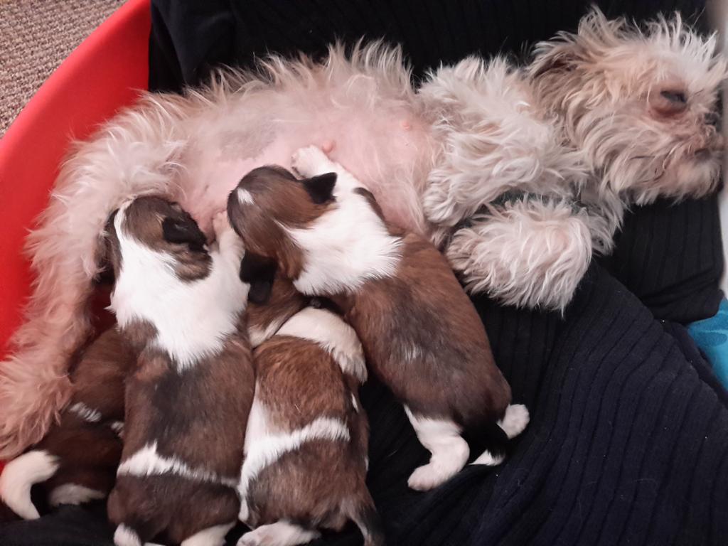 stecelestine777's tweet photo. Minding my friends Shitzu.
 y pup is the one with the white tail.
Oscar.with his mum and 3  brothers.
So relaxing.😇 http://t.co/JNkXeKSMsh