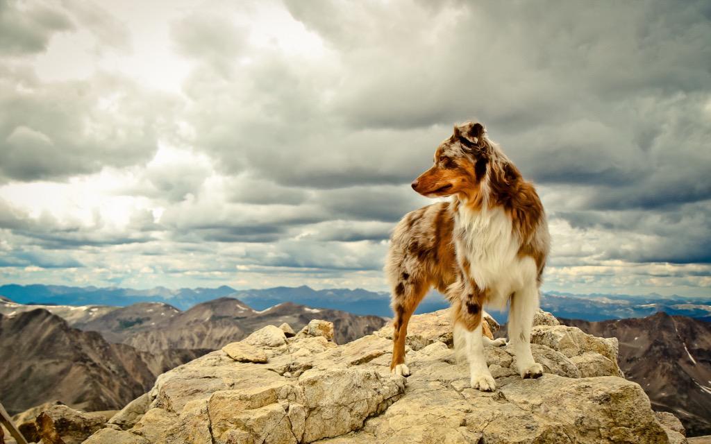 DailyAussie tweet picture