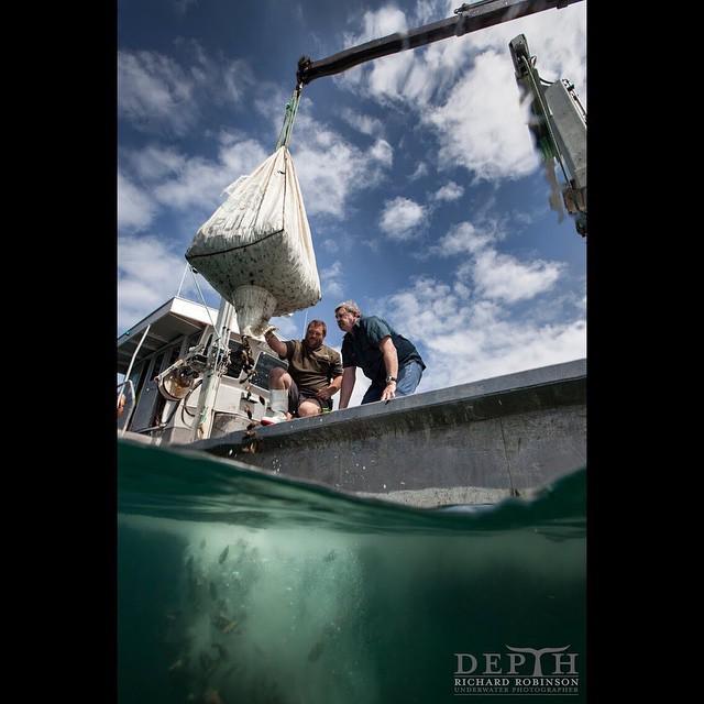 DepthNZ's tweet photo. Once famous for its #mussel reefs, the #FirthofThames lost these water-cleaning, fish-supp⦠http://t.co/RPgi8bdTxS http://t.co/AApV16JKQ2