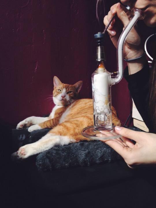 TREEZPorn's tweet photo. gettin high with the kitty http://t.co/6jVaFJ49g0