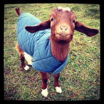 Goatinists tweet picture