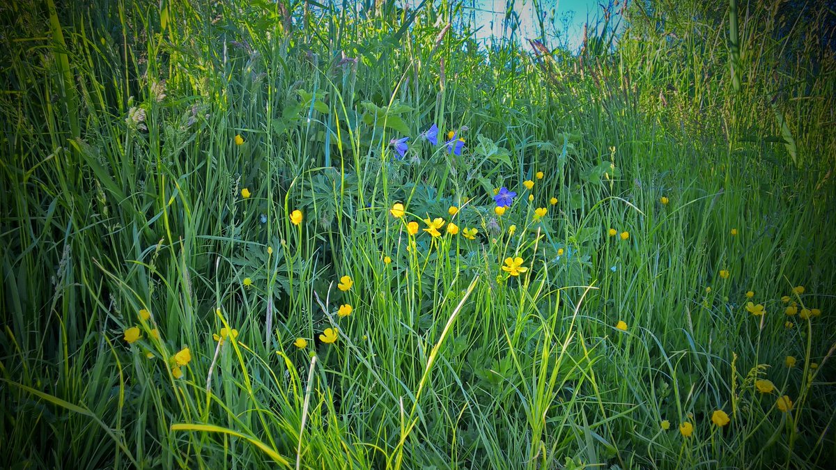 AndyCoydWilson's tweet photo. Evening Lit Grass Verge #Lumia830 #RichCapture http://t.co/uq8a4UznQG