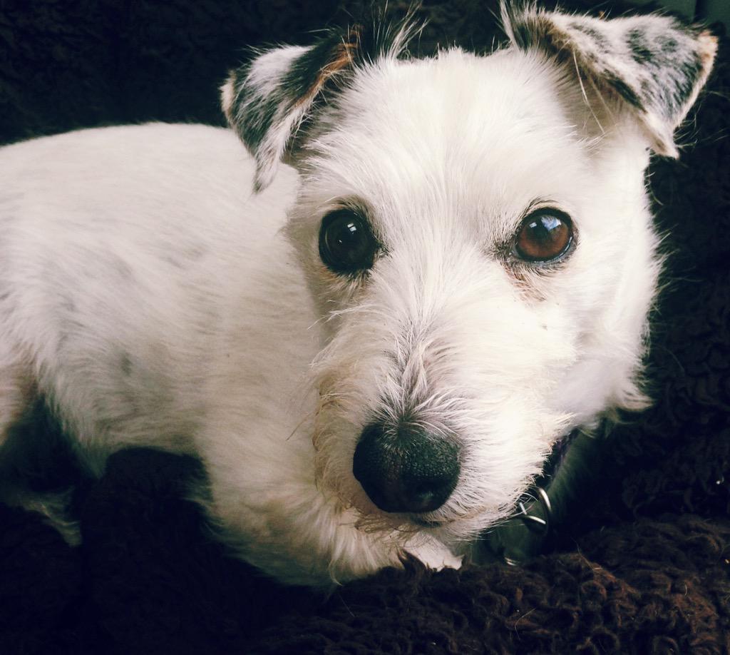 pocketbarista's tweet photo. missed you! #daisydog #puppyeyes http://t.co/CHAdi5iqdx