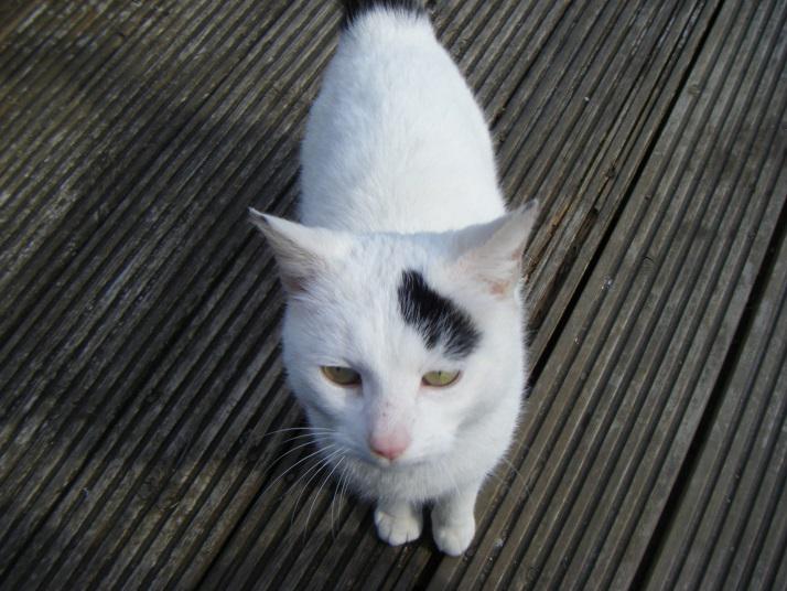 EnergizeT's tweet photo. @WillowsCats Has anyone lost this cat in South Shields? It has been in my garden for 6 weeks.Please retweet. http://t.co/9VbBXmCzWY