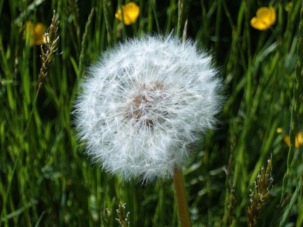 healthywealthyz's tweet photo. Dandelion for Healthy Liver
#dandelion #healthy #liver
http://t.co/LwSwfHtI3P http://t.co/ePbBtmy45u
