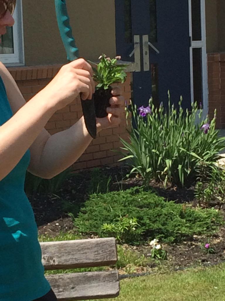 MmeLabun2's tweet photo. Beautifying our school yard one bedding plant at a time. @ecoledieppe http://t.co/Zd3ZvbIAtj