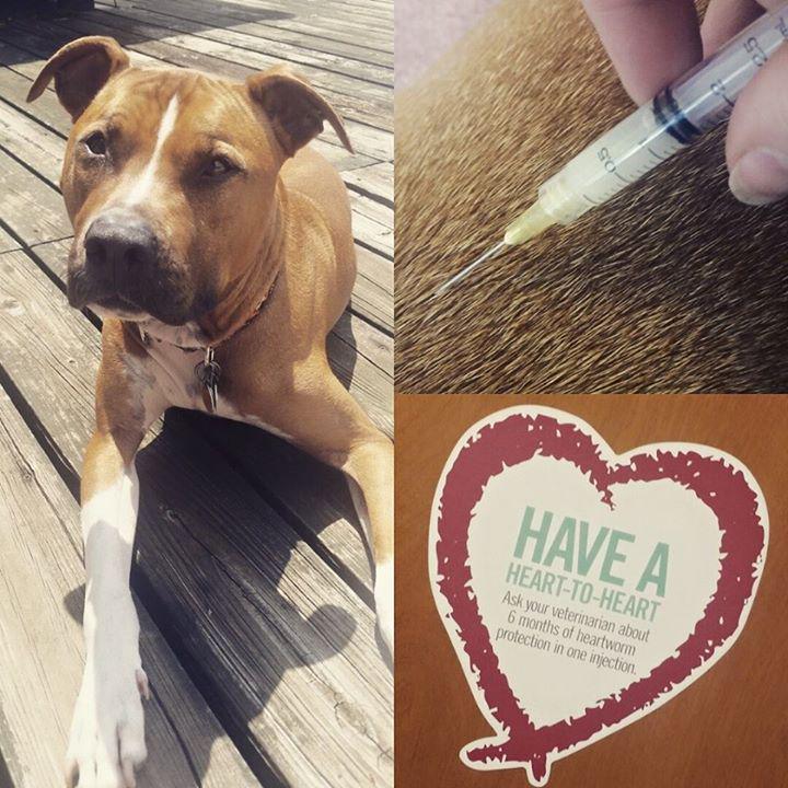 funkstownvet's tweet image. Canon is now protected from #heartworm for the next 6 months with one simple injection! #proheart #prevention