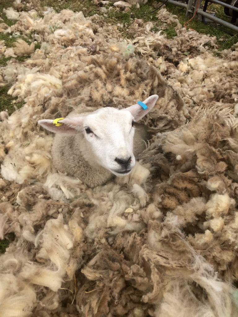 EastonOtley Farms tweet media